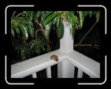 Tortola 132 * Busted, frog. * 2592 x 1944 * (2.0MB)